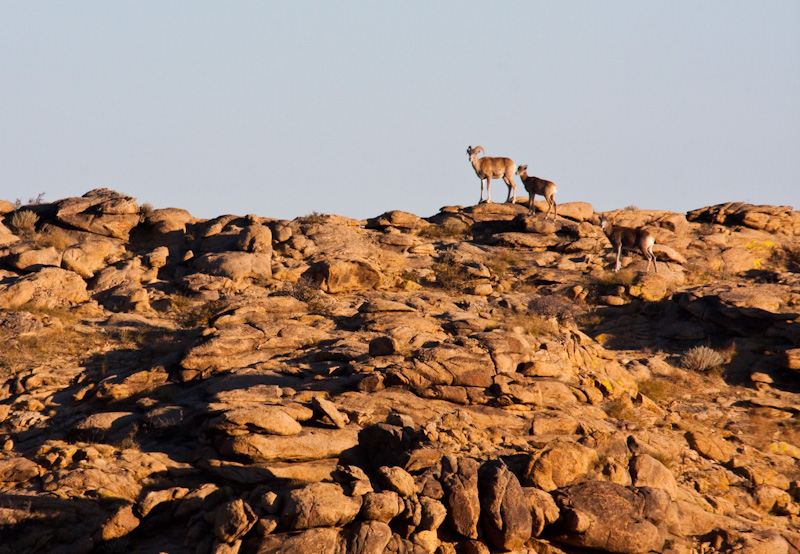 Argali